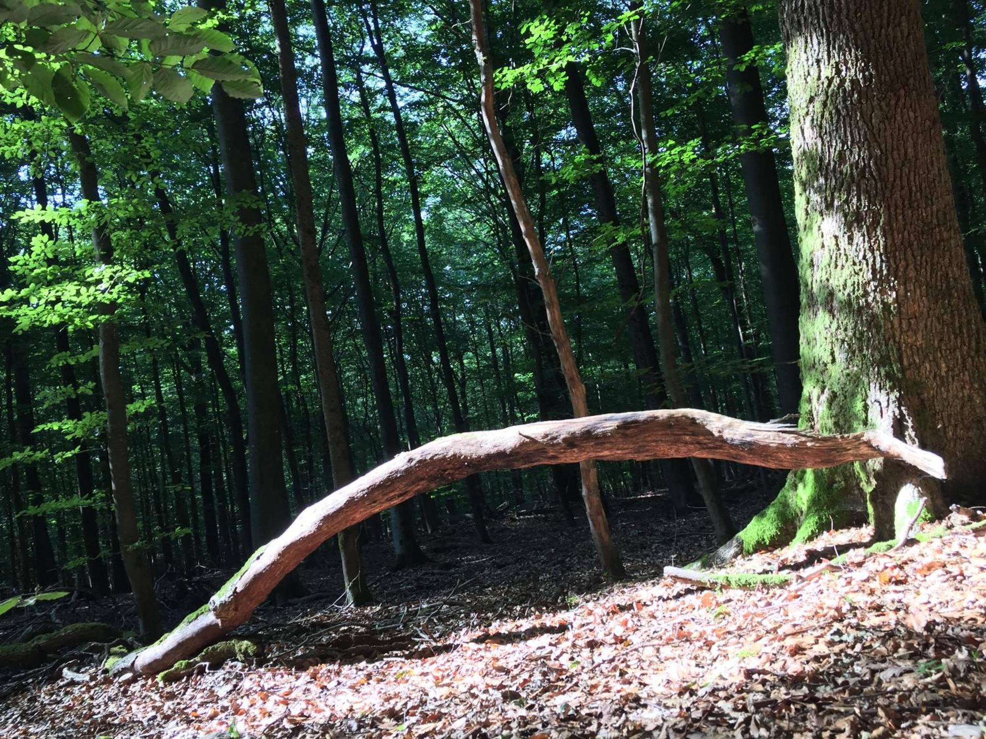 Gittas Paradiesperle Niederdreisbach 外观 照片